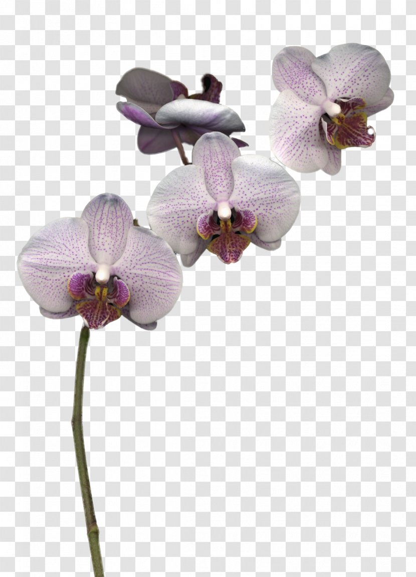 Moth Orchids Cut Flowers Clip Art - Flower Transparent PNG