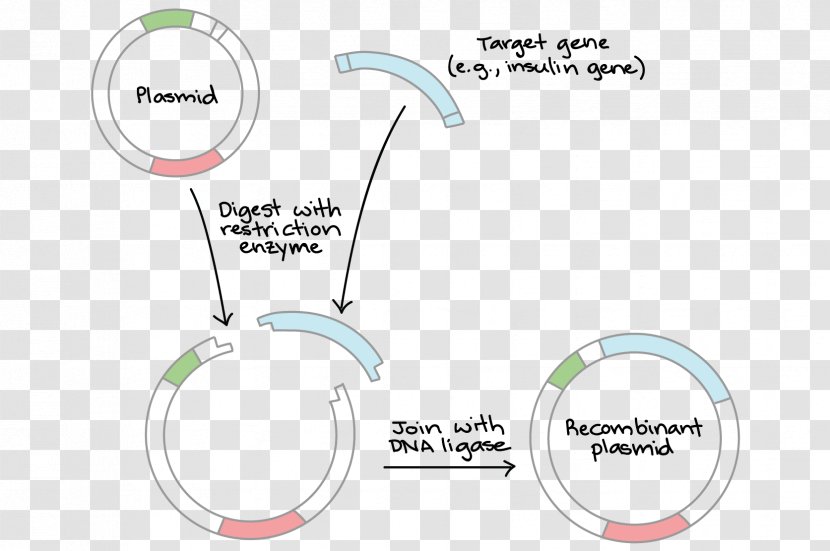 DNA Ligase Cloning Plasmid - Technology - Vector Transparent PNG