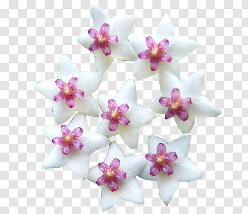 Moth Orchids Cut Flowers Pink M Petal RTV - Wax Flower Transparent PNG