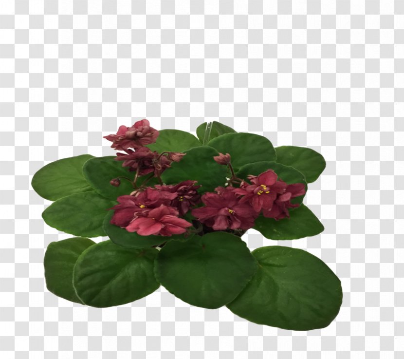 Flowerpot Annual Plant - Flower - African Violets Transparent PNG