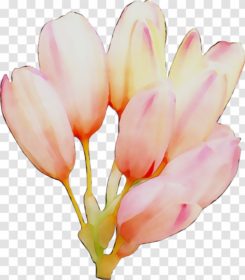 Tulip Magnolia Market Cut Flowers Plant Stem - Botany - Flower Transparent PNG