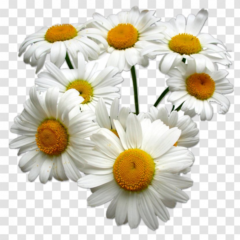 Tea German Chamomile Roman Essential Oil - Marguerite Daisy - Camomile Transparent PNG