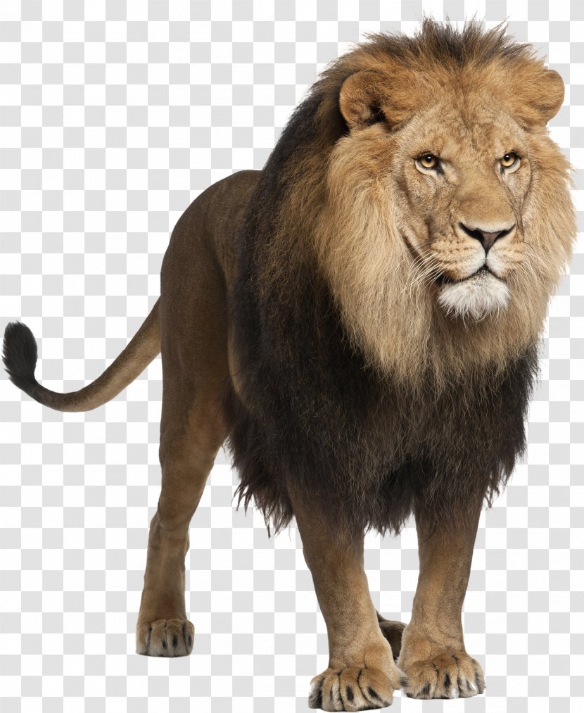 Lion Computer File - Snout Transparent PNG