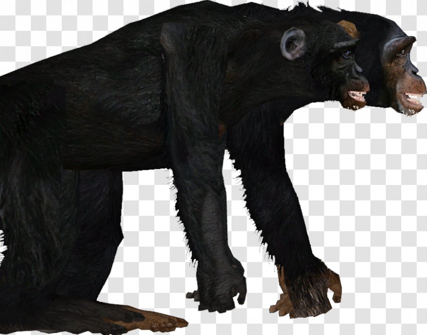 Common Chimpanzee Gorilla Bear Fur Terrestrial Animal - Great Ape Transparent PNG