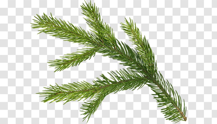 Spruce Fir Pine Christmas Advent Wreath - Old New Year Transparent PNG