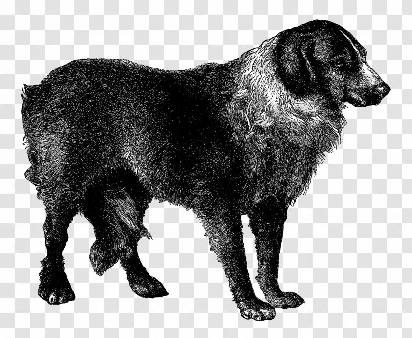 Flat-Coated Retriever Rare Breed (dog) Dog Borador Sporting Group - Carnivoran - Year Of The Transparent PNG
