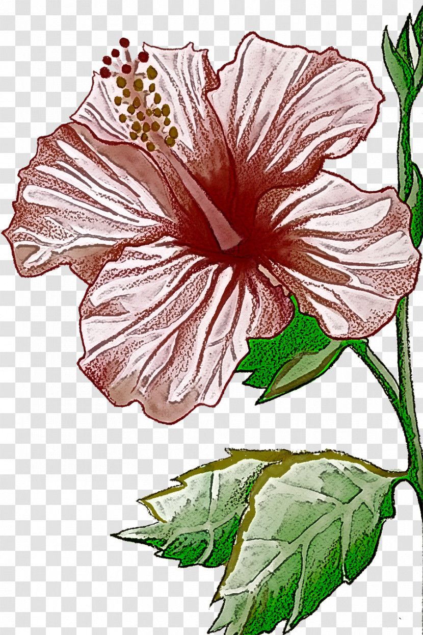 Flower Hibiscus Hawaiian Hibiscus Chinese Hibiscus Plant Transparent PNG