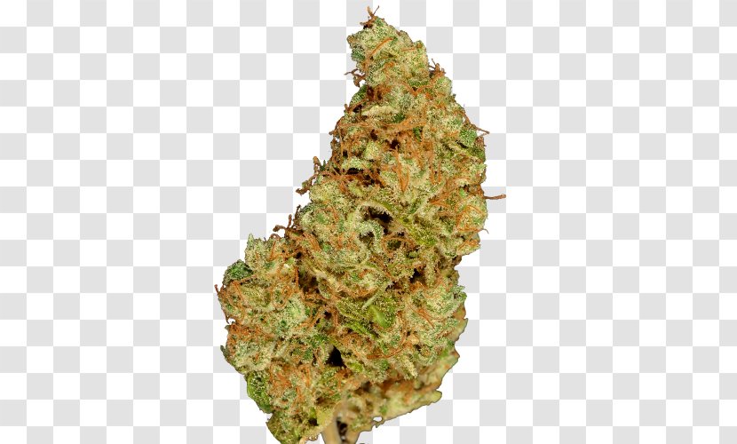 Cannabis 'Blueberry' Skunk Marijuana Seed - Pablo Escobar Transparent PNG