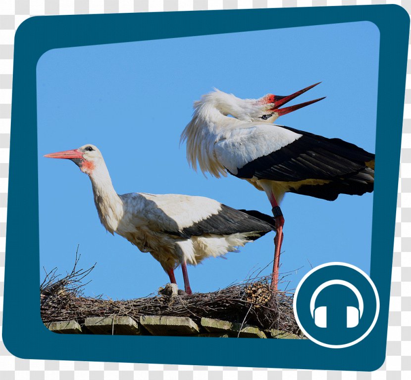 White Stork Bird Nest - Fauna Transparent PNG