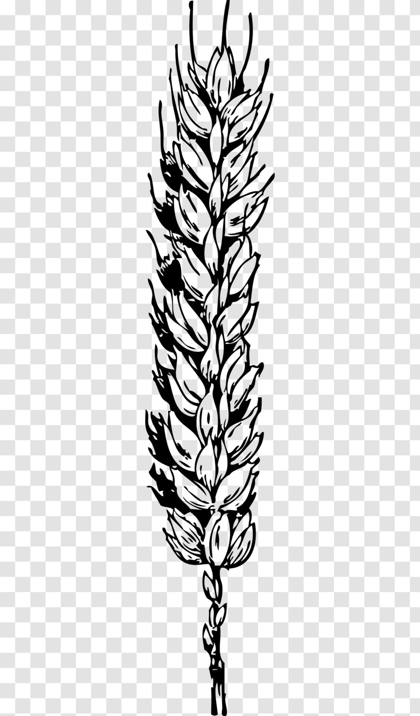 Grain Wheat Clip Art - Flora - Black Transparent PNG
