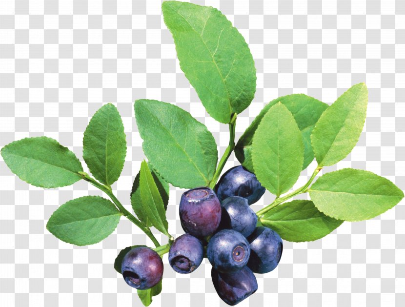 Fruit Icon - Plant - Blueberries Transparent PNG