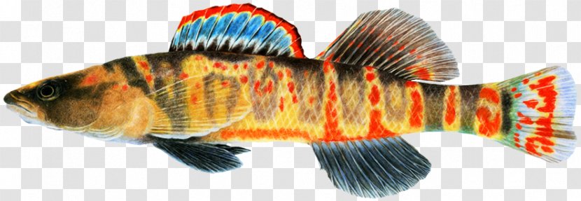 Cumberland Darter Fish Striped Bass Arrow - Northern Red Snapper Transparent PNG
