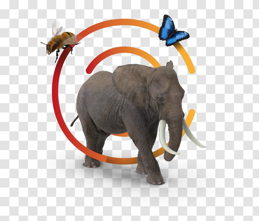 Indian Elephant African Terrestrial Animal Snout - Account Manager Transparent PNG