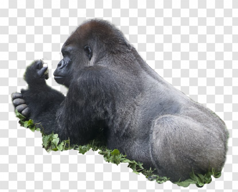 Western Gorilla Ape Rendering - Deviantart - Fauna Transparent PNG