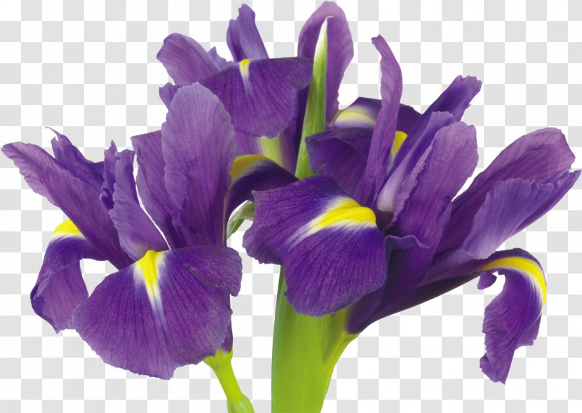 Flower Iris Versicolor Stock Photography Spuria Purple - Plant Transparent PNG