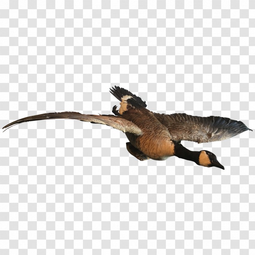 Duck Goose Bird Reptile Anatidae Transparent PNG
