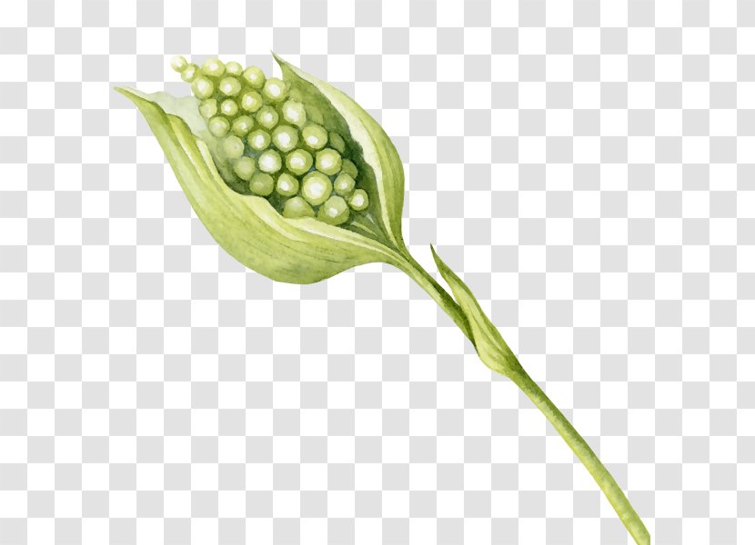 Image Designer Illustration - Arum - Outdoor Flower Transparent PNG