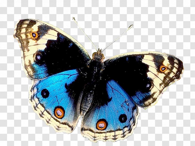 Butterfly Borboleta Insect Bugs And Butterflies Beautiful - Lycaenid Transparent PNG