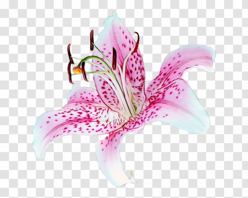 Lily Flower Cartoon - Botany - Order Monocotyledon Transparent PNG