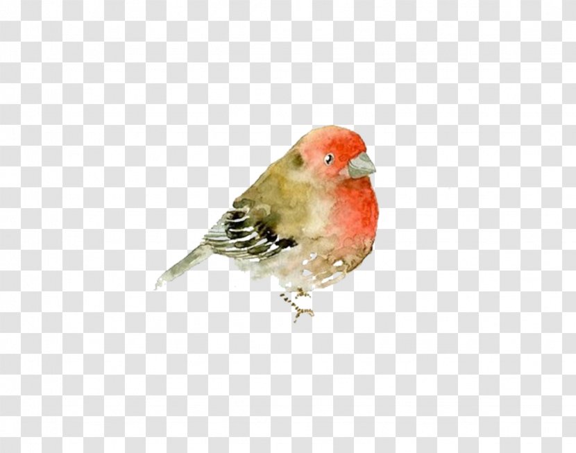 Italy Watercolor Painting Animal - Sparrow Close-up Picture Material Transparent PNG