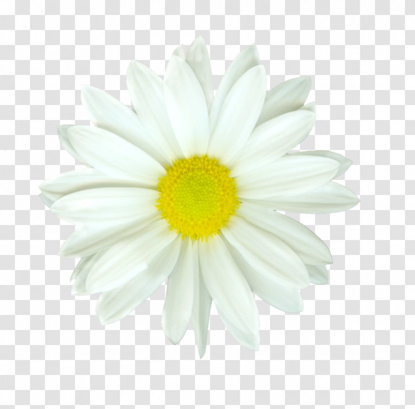 Flower Oxeye Daisy Family Petal Tulip - White Transparent PNG
