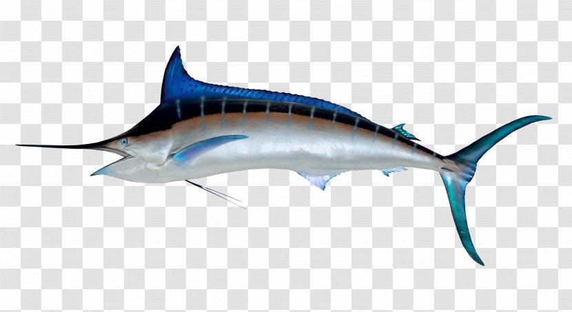 Sailfish Atlantic Blue Marlin Illustration - Swordfish Transparent PNG