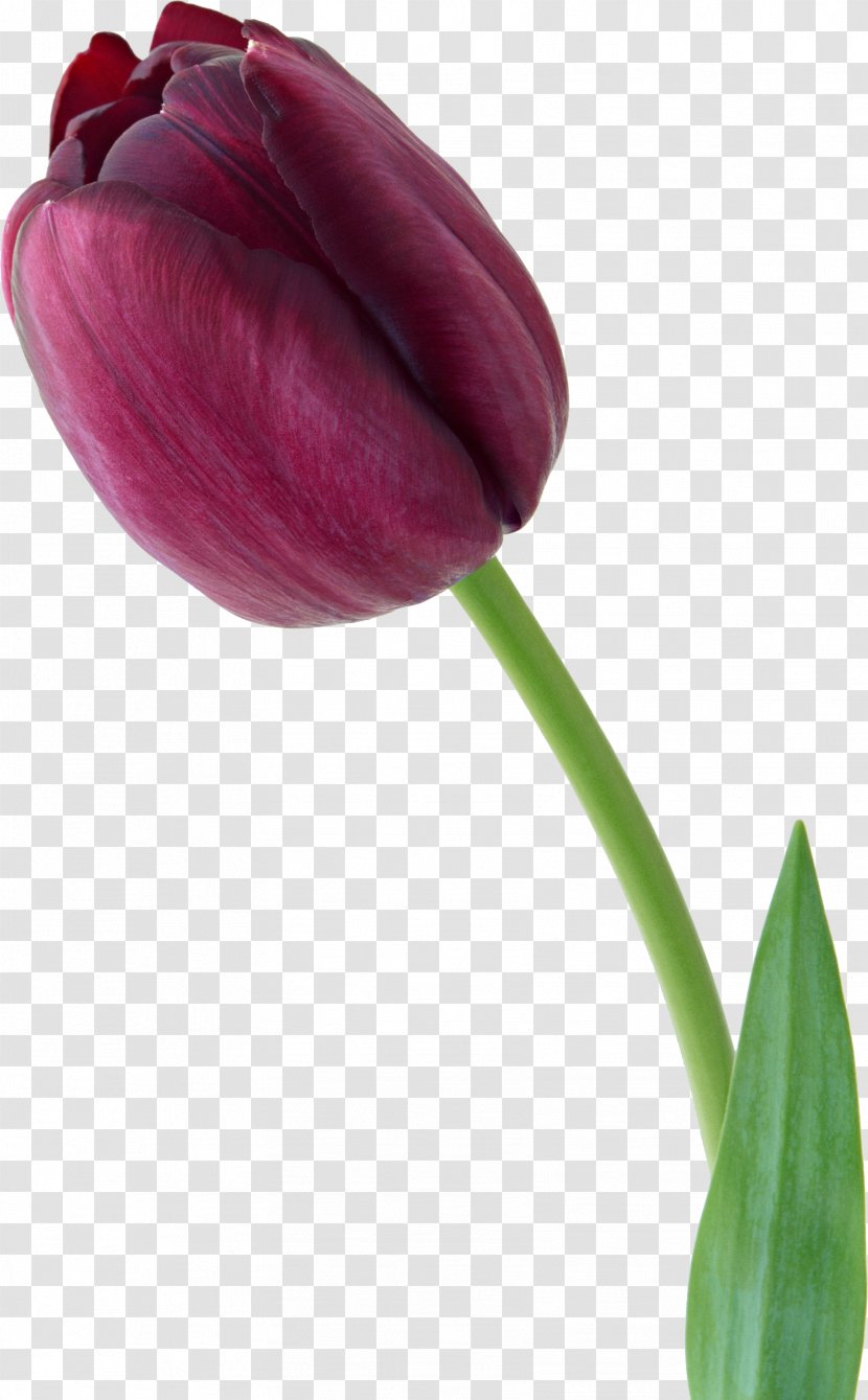 Tulip Flower Bouquet Violet - Lily Family Transparent PNG