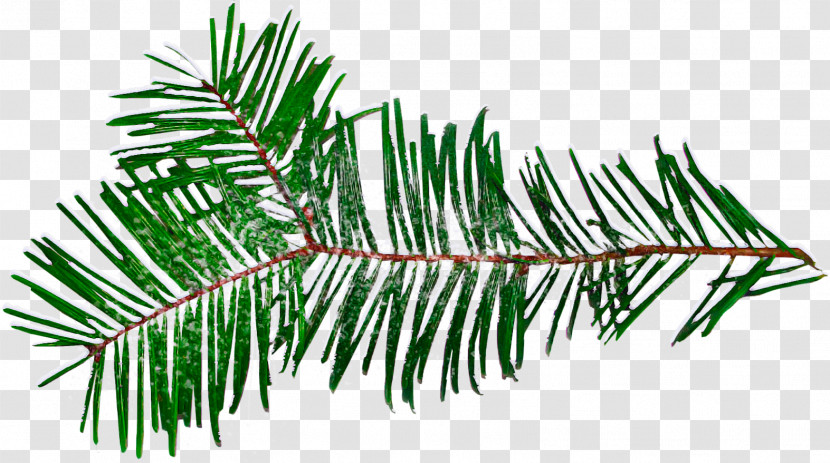 Shortleaf Black Spruce Columbian Spruce Balsam Fir Yellow Fir Tree Transparent PNG