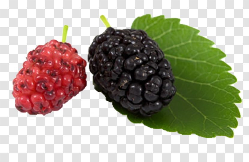 Black Mulberry White Blackberry Aronia Melanocarpa - Raspberry Transparent PNG