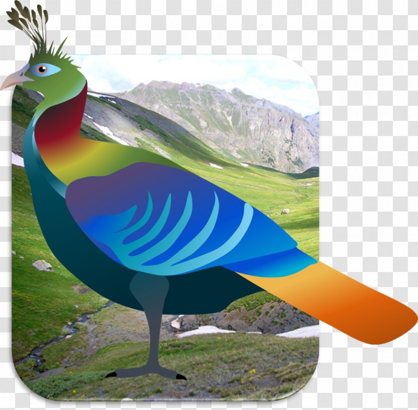 Himalayas Bird Himalayan Monal Pheasant Drawing - Feather Transparent PNG