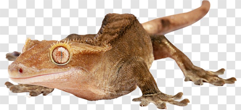 Gecko Lizard Chameleons 爬行动物: 蜥蜴 - Toad - Wv Transparent PNG