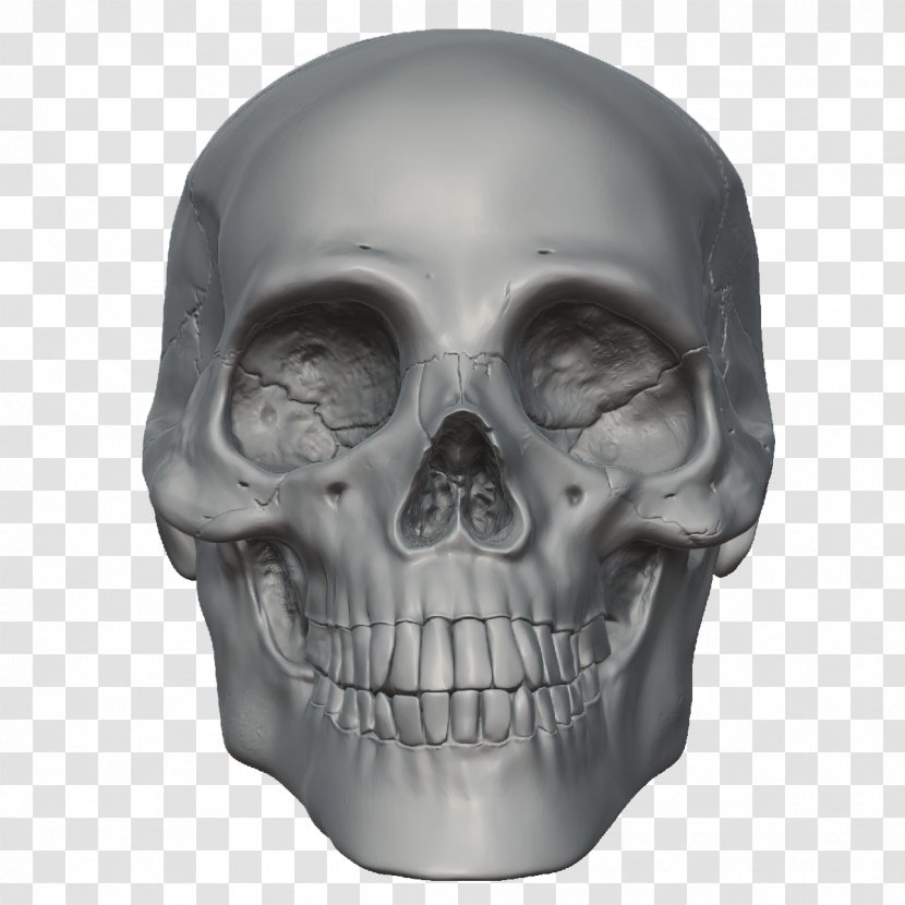 Skull Human Skeleton Head - Homo Sapiens - On Demand Transparent PNG