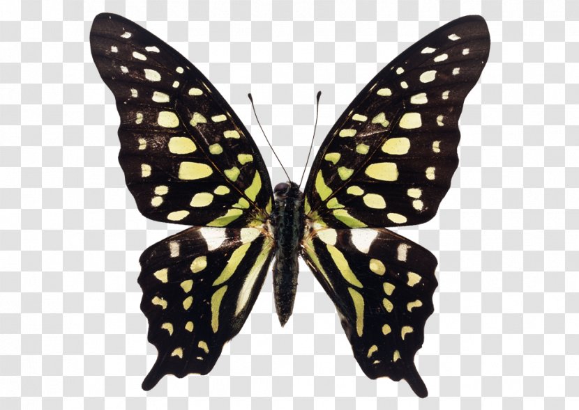 Butterfly Insect Tailed Jay Royalty-free Transparent PNG