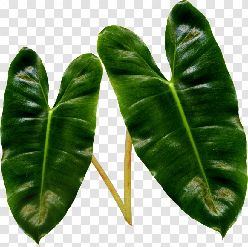 Leaf Liana Plant Stem Clip Art - Banana Transparent PNG