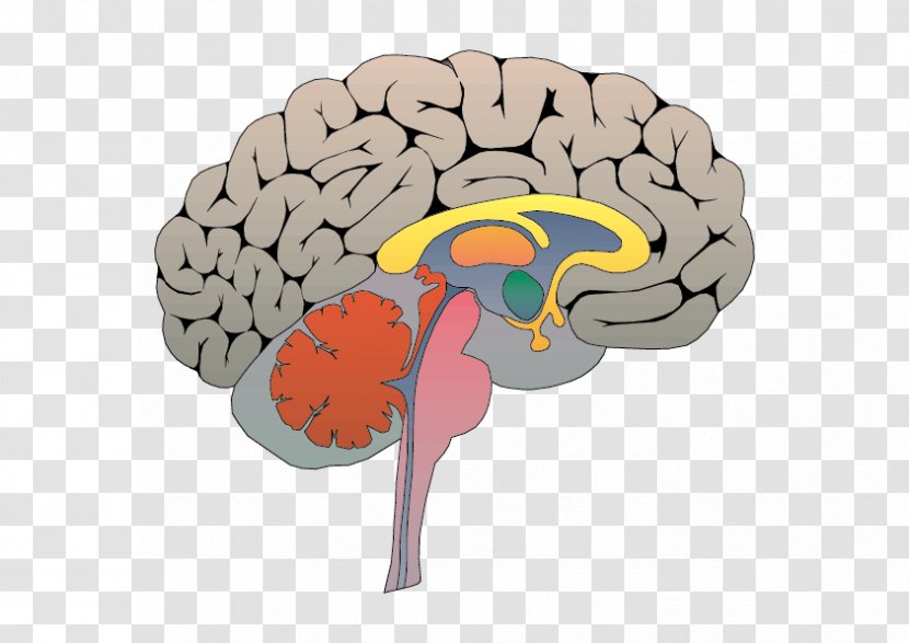 Social Neuroscience Triune Brain Emotion - Watercolor - Complex Transparent PNG