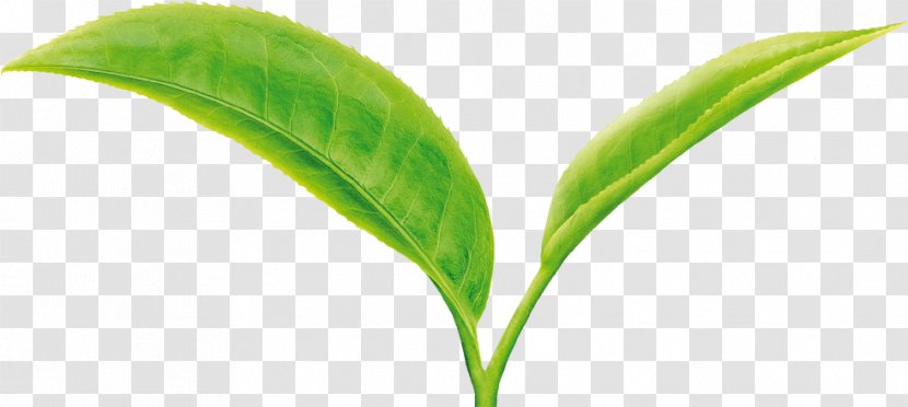 Green Tea Leaf Camellia Sinensis Two Leaves And A Bud - Cup Transparent PNG