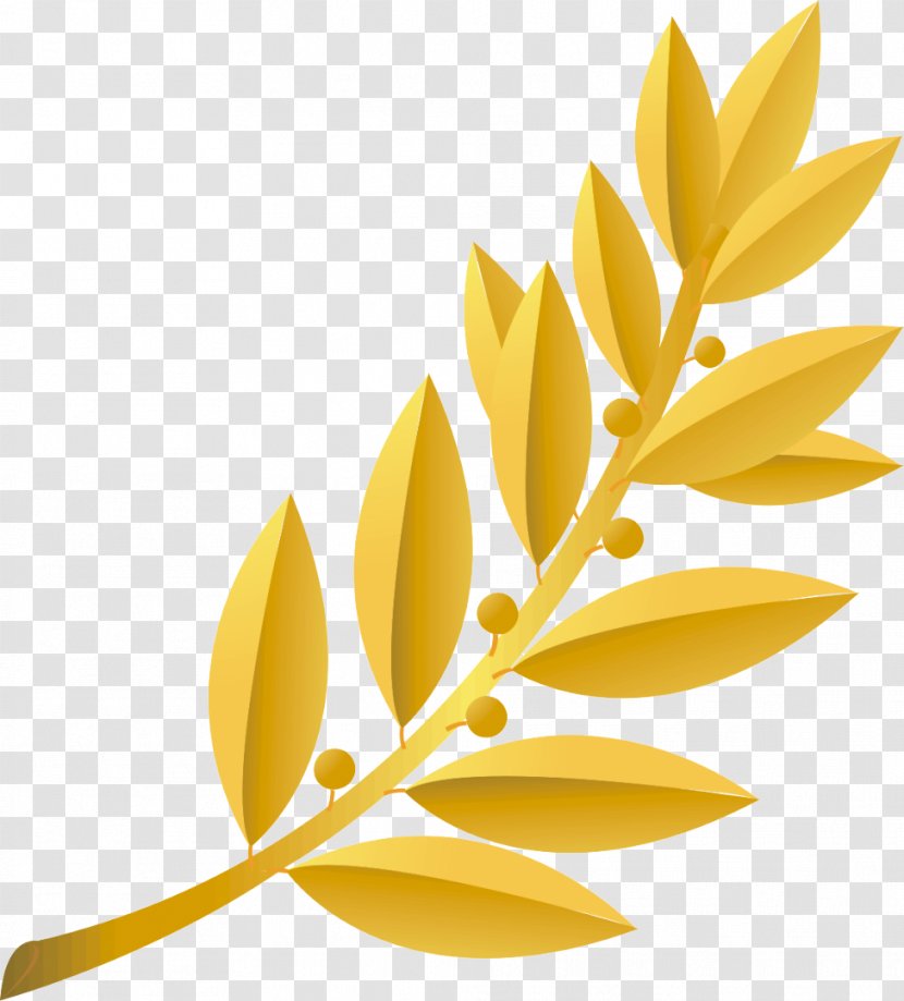 Plant Stem Branch Yellow - Digital Image - Leaf Transparent PNG