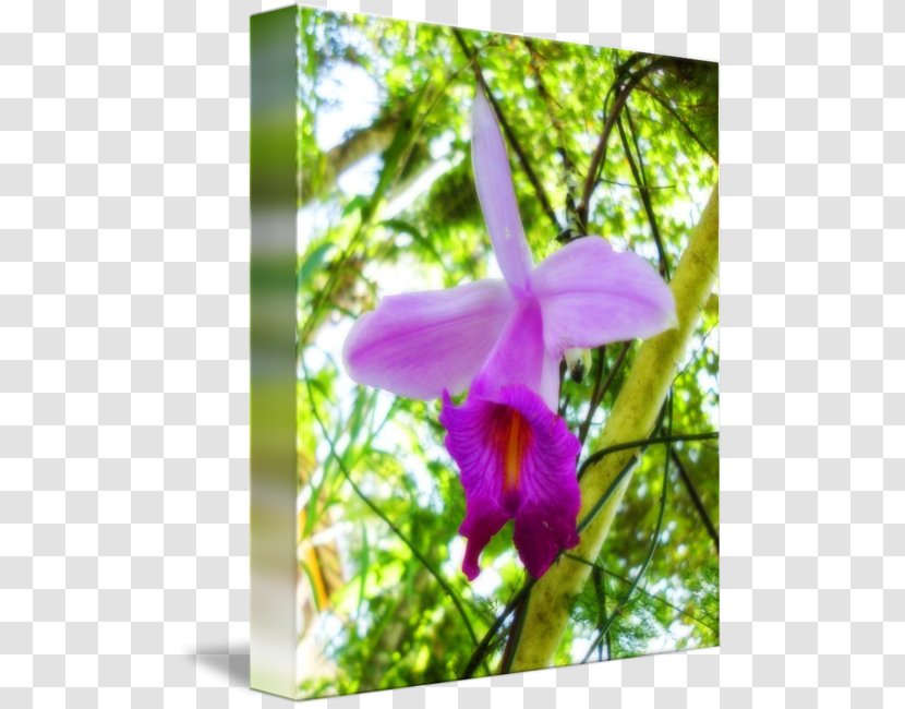 Dendrobium Cattleya Orchids Moth Wildflower - Orchid Flower Transparent PNG