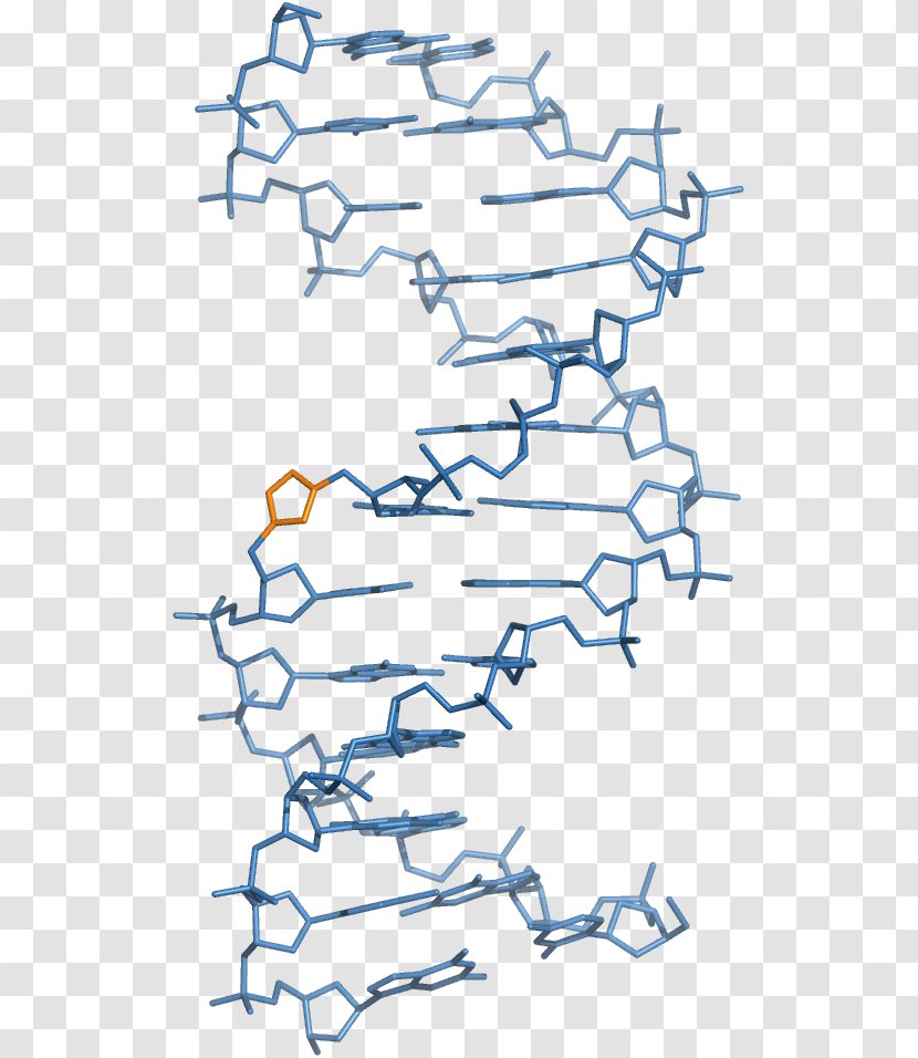 Peptide Nucleic Acid Locked DNA Backbone Chain - Protein Structure - Analogue Transparent PNG
