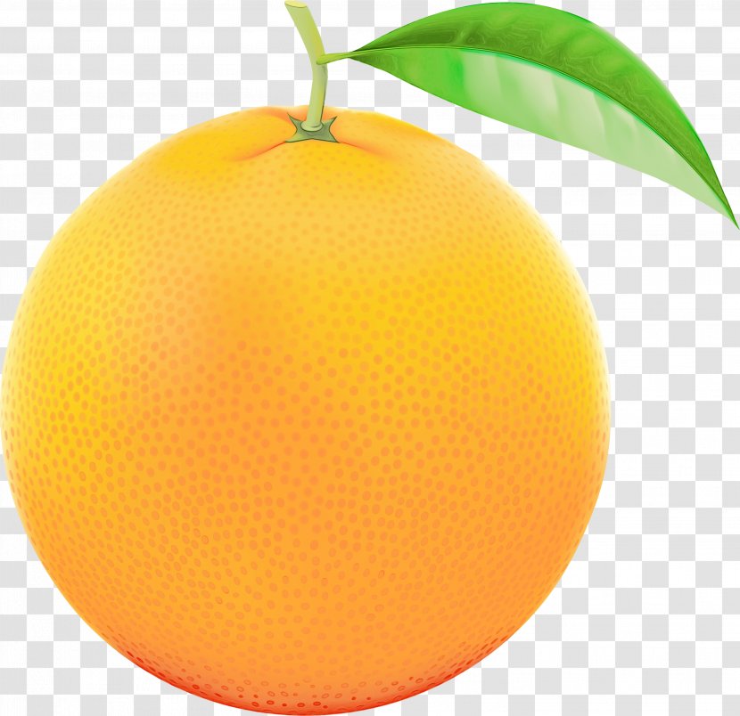 Orange - Tree - Food Transparent PNG