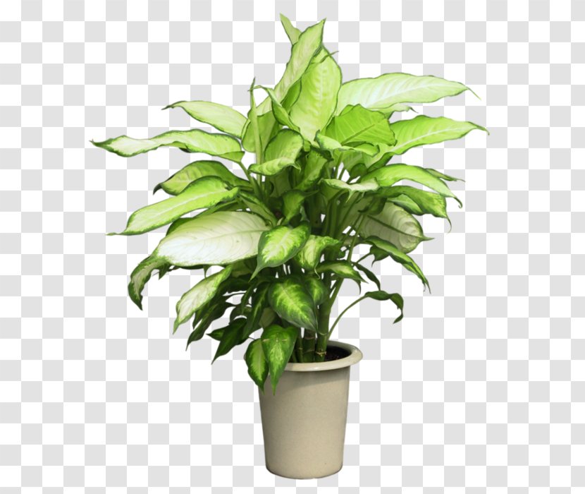 Syngonium Podophyllum Houseplant Flowerpot - Plant Stem - Magnolia Transparent PNG