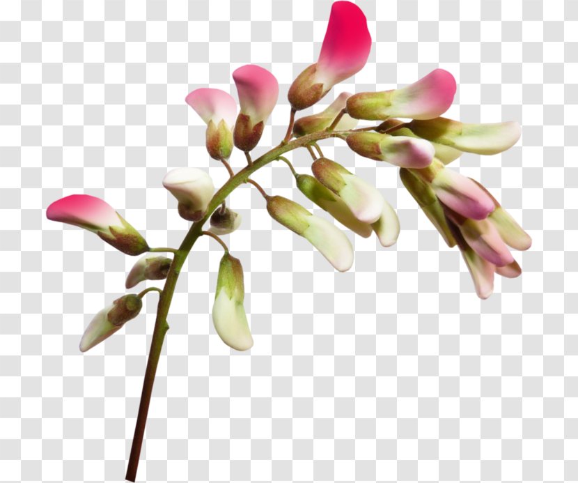 Wildflower Birthday - Calendar Date - Flower Transparent PNG