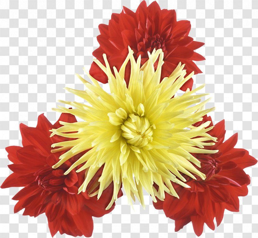 Chrysanthemum Flower Plant - Cut Flowers Transparent PNG