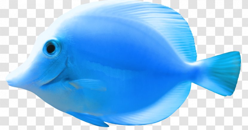 Fish Clip Art - Organism - N' Grill Transparent PNG