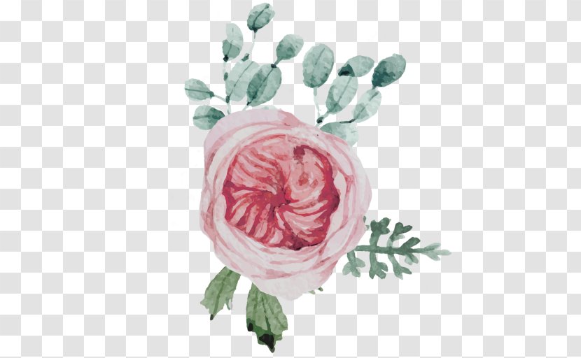 Garden Roses Cabbage Rose Flower Rainbow Pink Transparent PNG