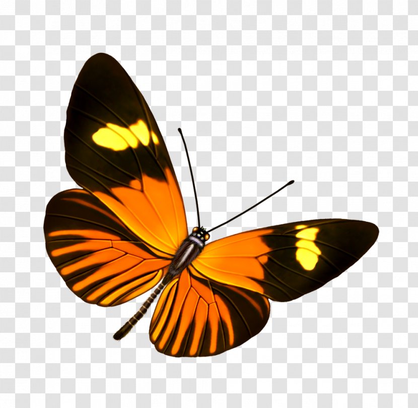 Butterfly Raster Graphics - Invertebrate Transparent PNG