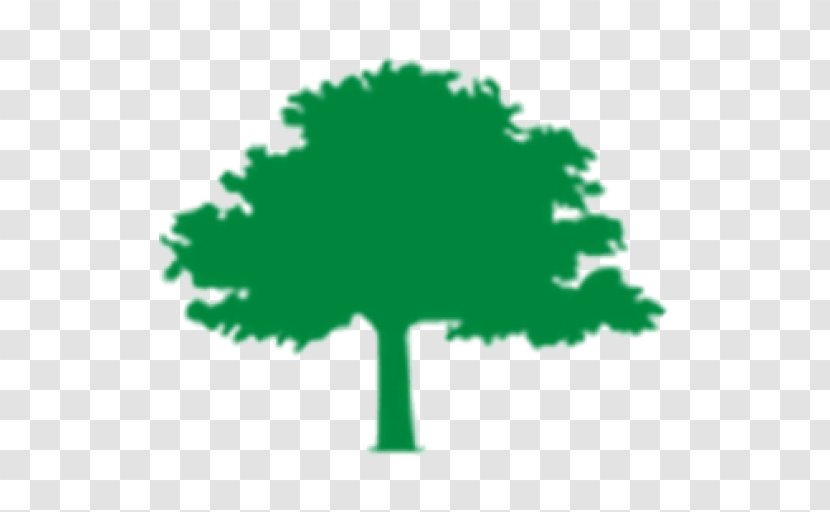 Tree Fund Organization Funding Urban Forestry - Care Industry Association - Pruning Trees Transparent PNG
