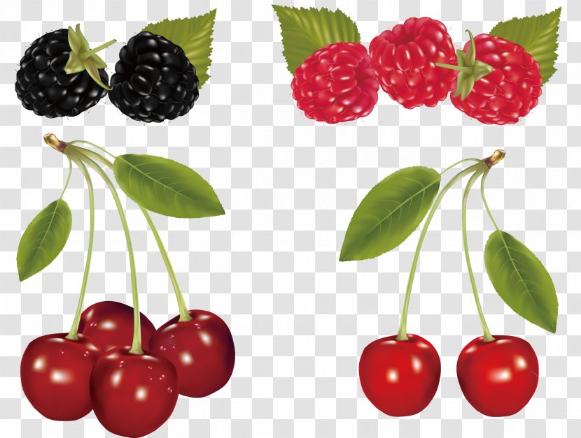 Cherry Fruit Clip Art - Food - And Mulberry Transparent PNG