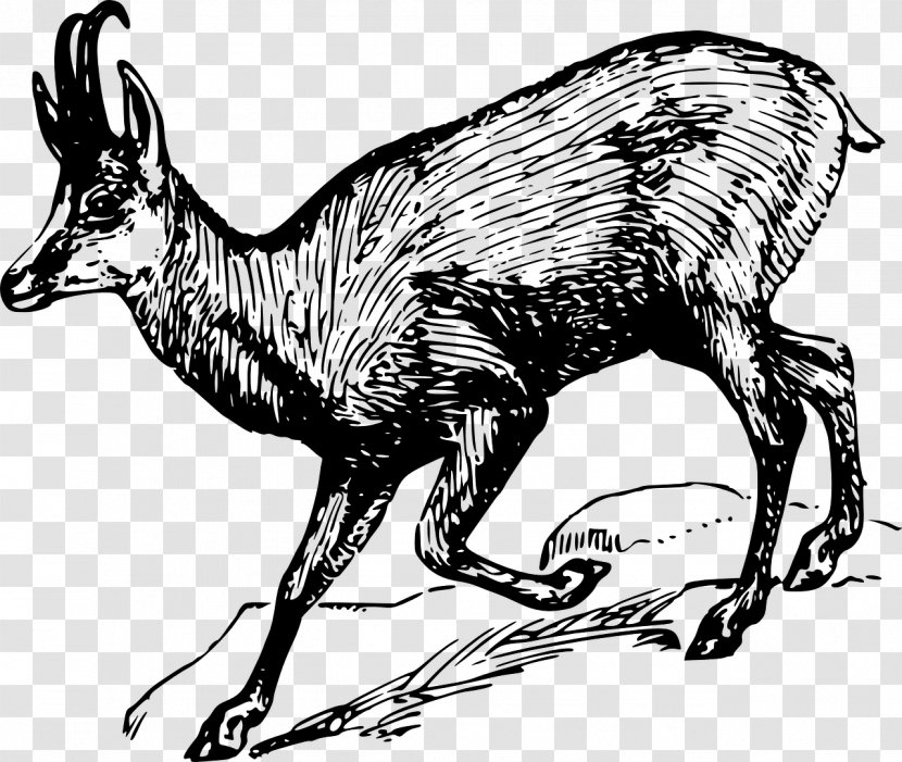 Drawing Of Family - Musk Deer - Animal Figure Transparent PNG