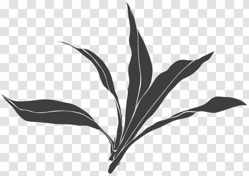 Black And White Leaf Plant - Monochrome Photography - Hand-painted Floral Motifs Transparent PNG